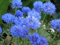 Logger heads,Corn flower,Bachelor button,Blue bottle,Blave,Blue blaw,Blue sailors,Bunk,French pink,H